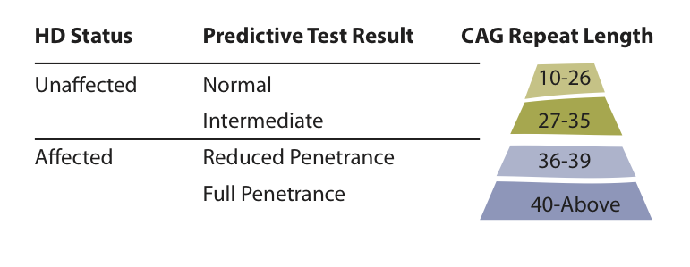 Una tabla que resume los diferentes resultados posibles de una prueba genética predictiva de la EH.  